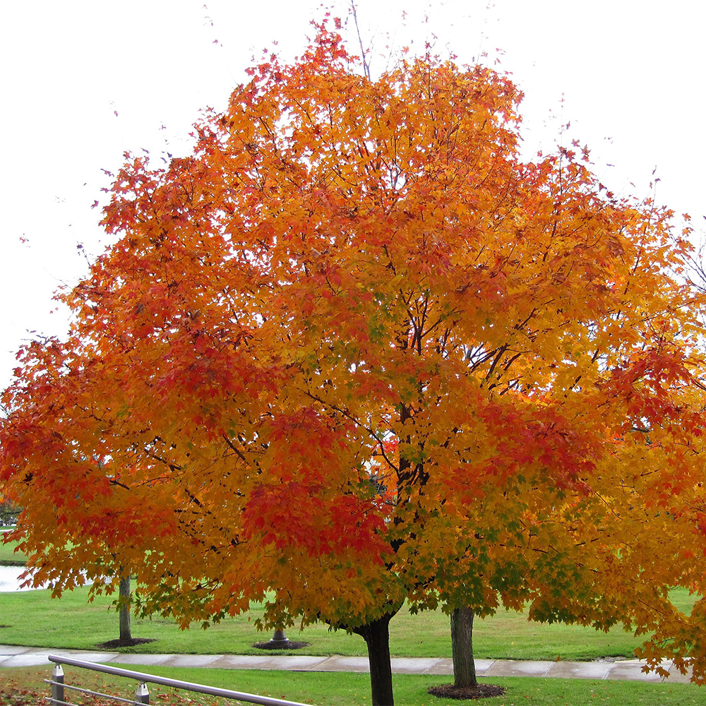 Sugar Maple (Acer saccharum)