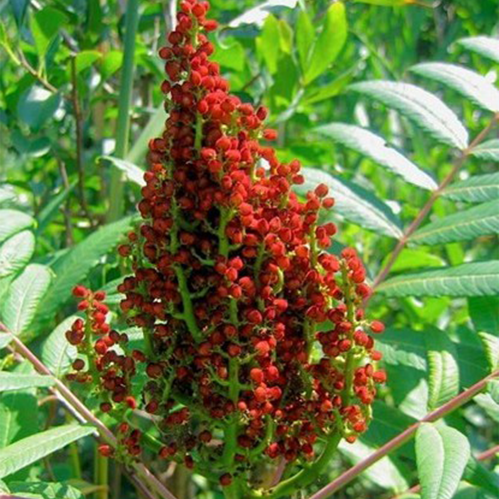 Sumac (Rhus spp.)