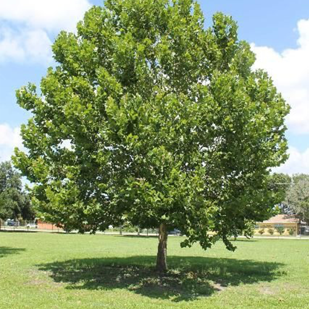 Sycamore (Platanus occidentalis)