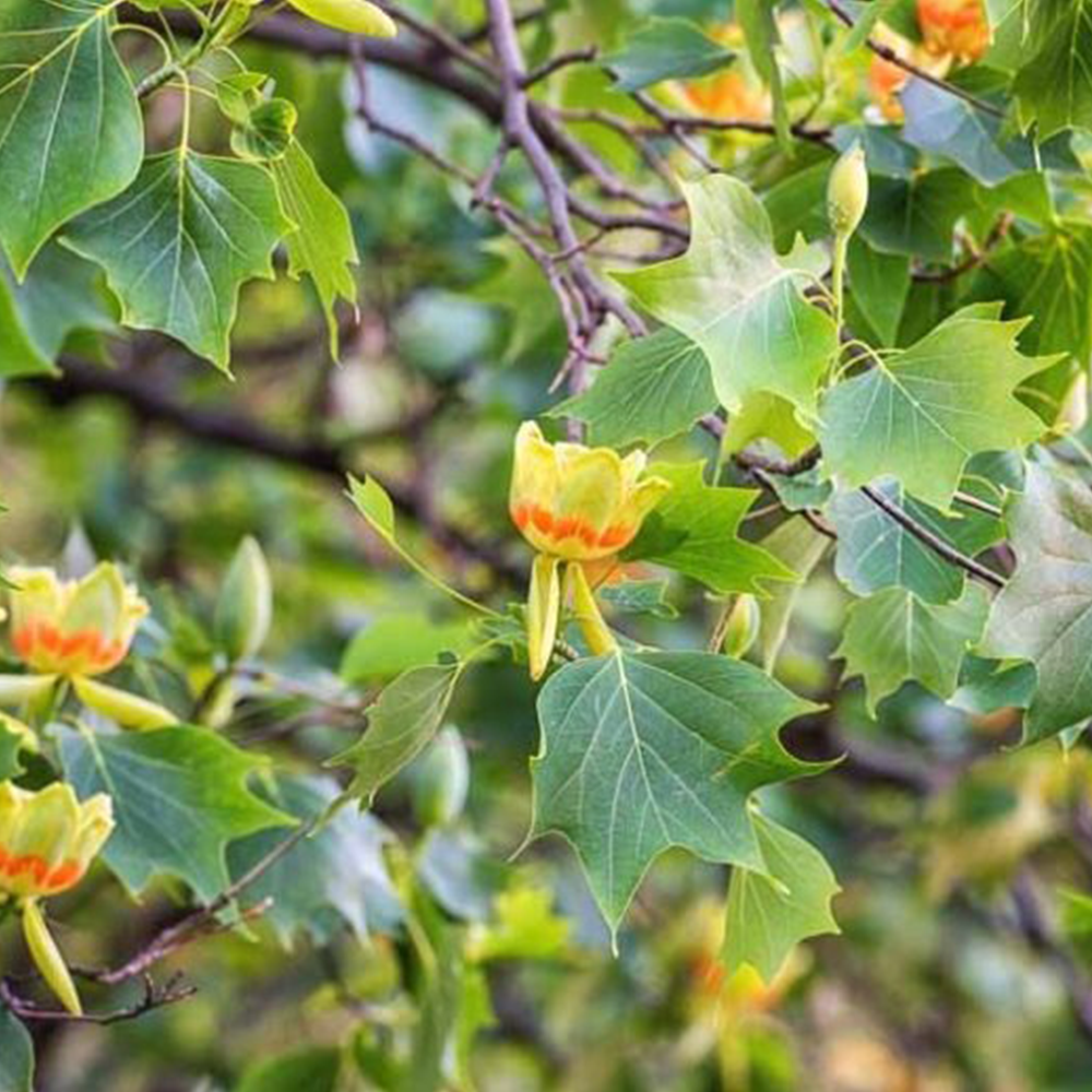 Tulip Tree (Liriodendron tulipifera)