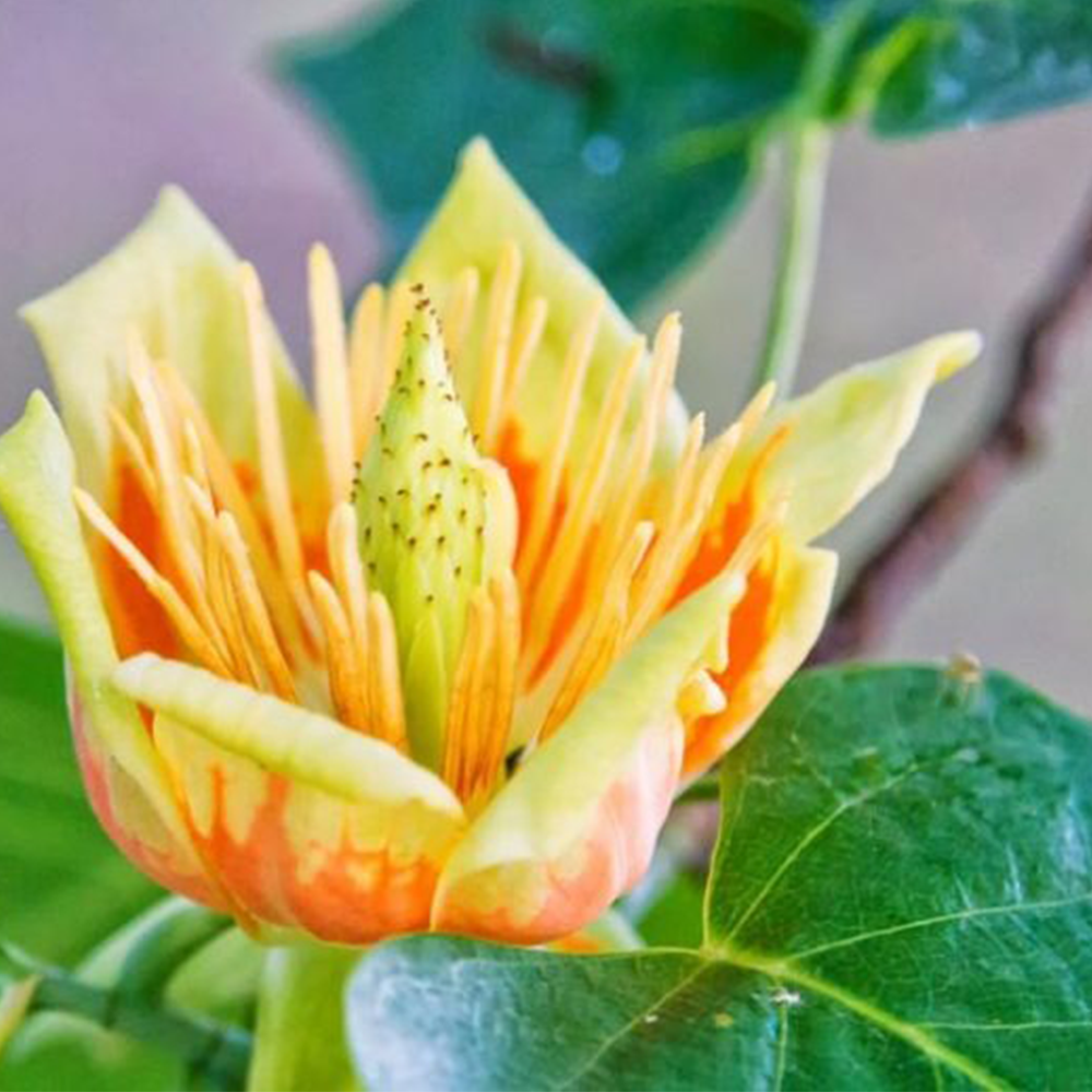 Tulip Tree (Liriodendron tulipifera)