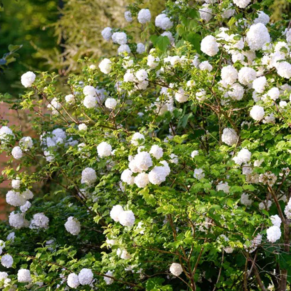 Viburnum (Viburnum spp.)