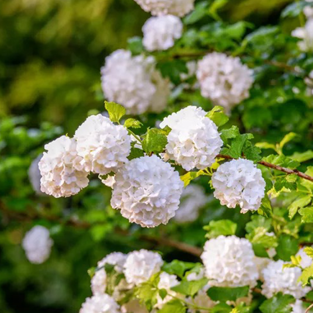 Viburnum (Viburnum spp.)