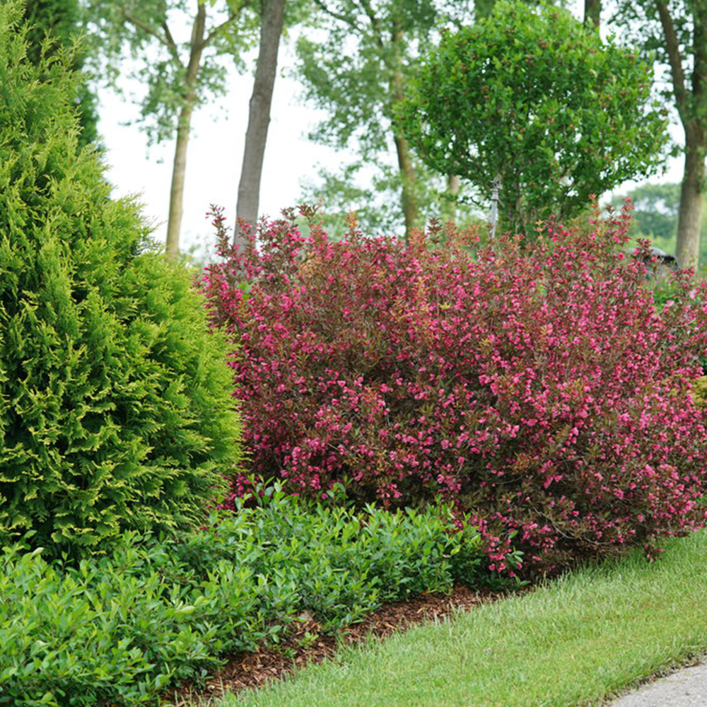 Weigela (Weigela florida)