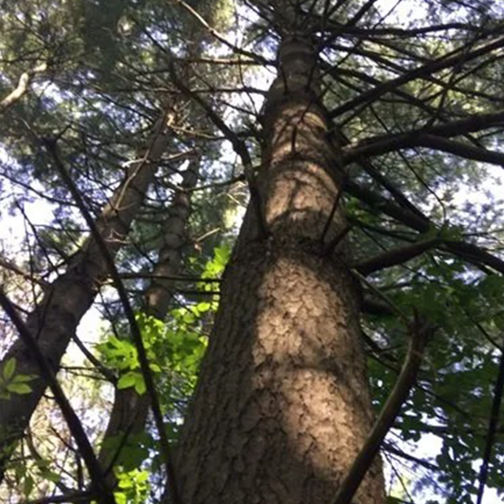 White Pine (Pinus strobus)