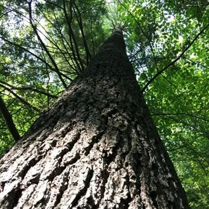 White Pine (Pinus strobus)