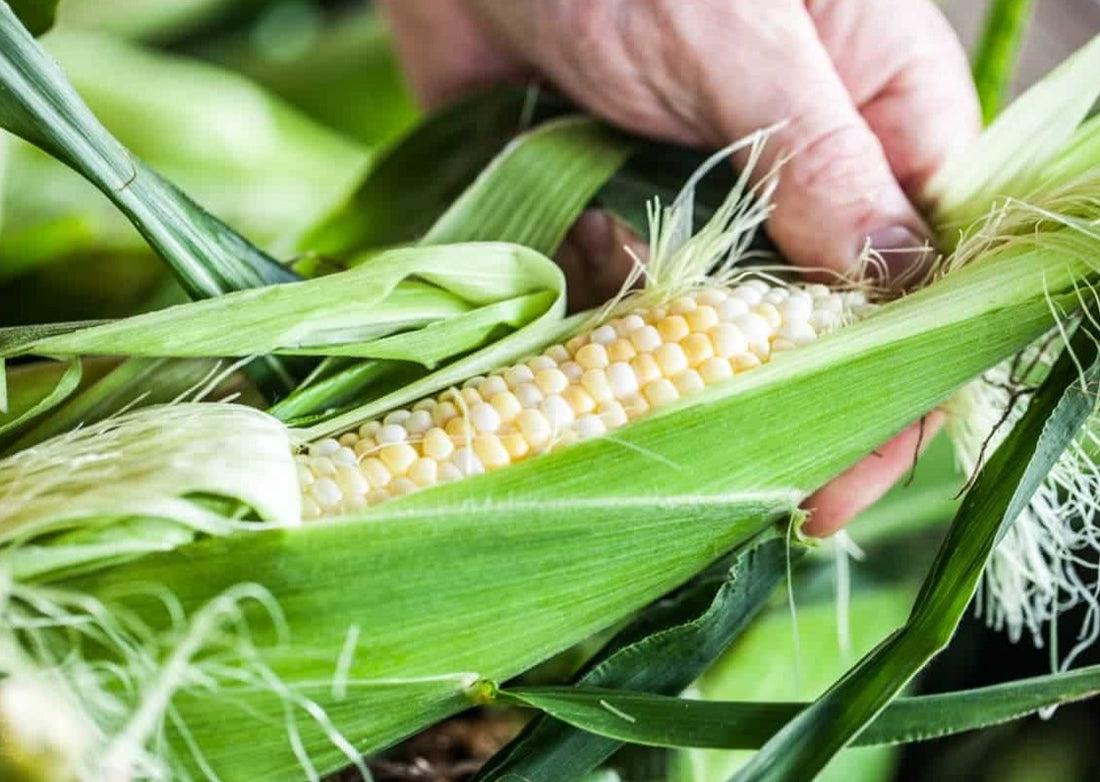 corn on the cob