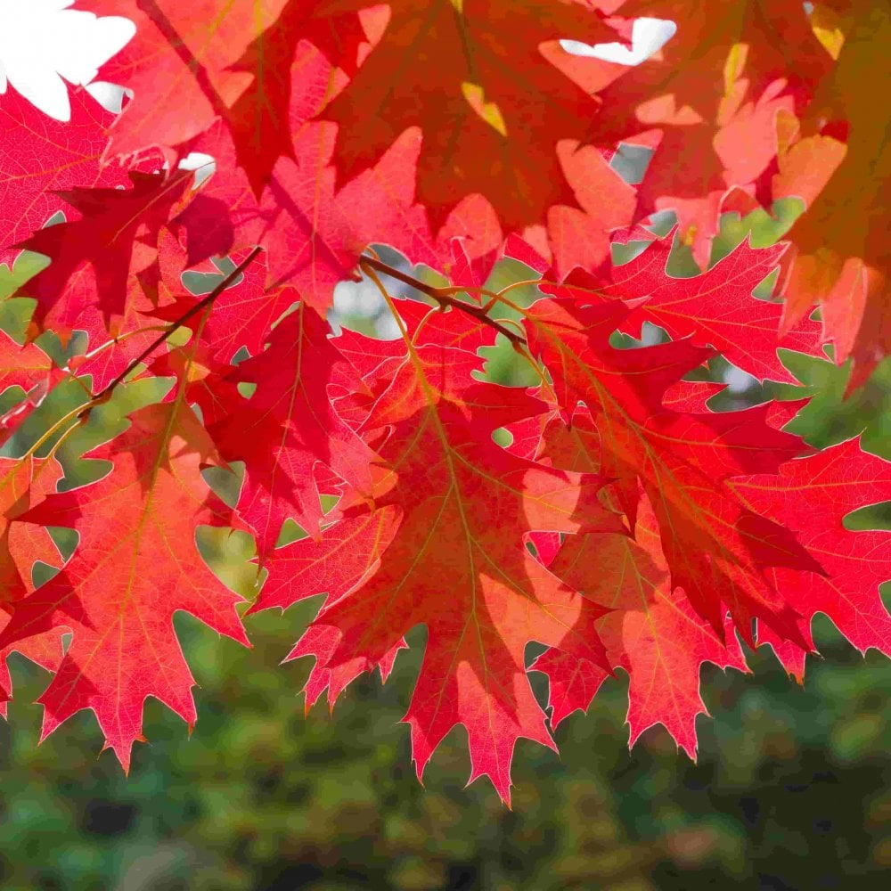 Red Oak (Quercus rubra)